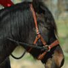 EDIX ED2 Rose Sidepull in Cognac