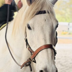 MLH Bitless Bridle